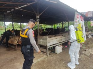 Cegah Wabah PMK Berkembang, Ops Aman Nusa II Polda kalbar Terjun ke Lapangan Lakukan Penyemprotan Kandang Hewan