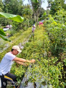 Pemdes Pinapalangkow Panen Cabe, Wujudkan Pemulihan dan Peningkatan Ekonomi Masyarakat